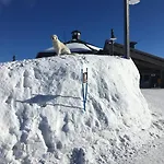 Yllaeksen Yoepuu