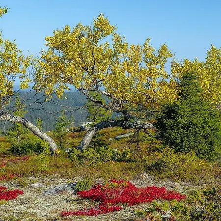 Yllaeksen Yoepuu Akaslompolo