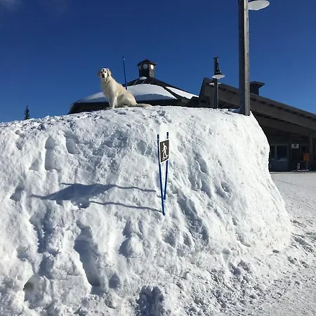 Yllaeksen Yoepuu